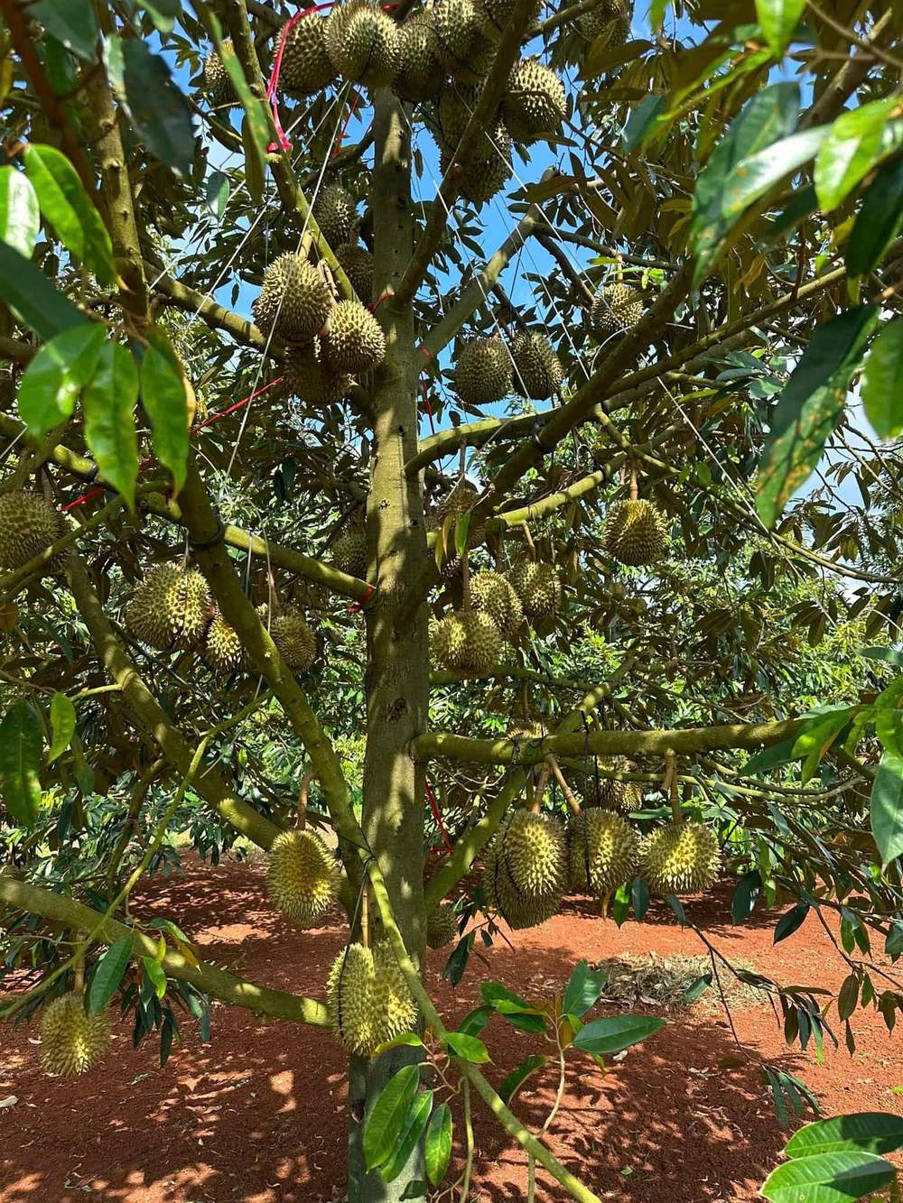 Vườn sầu riêng trĩu quả trên nền đất đỏ basalt Buôn Ma Thuột