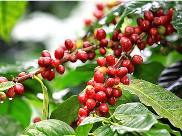 Quả cà phê chín đỏ trên cành tại Đắk Lắk