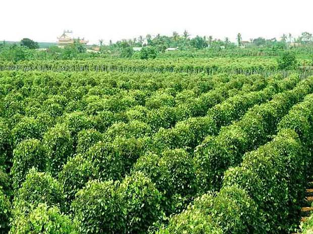 Vườn hồ tiêu leo trụ tại Tây Nguyên