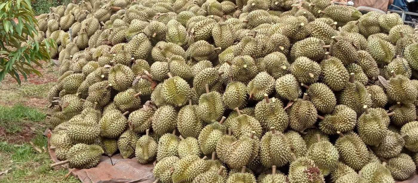 Sầu riêng vừa thu hoạch xếp trên bạt tại vườn Buôn Ma Thuột